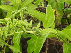 Heliotropium sarmentosum