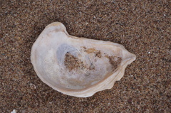 Crassostrea virginica
