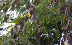 Amazona xantholora