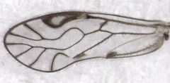 Philotarsidae