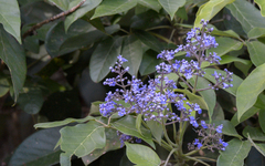 Vitex gaumeri