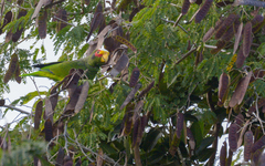 Amazona xantholora