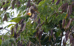 Amazona xantholora