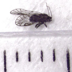 Philotarsidae