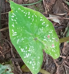 Caladium bicolor image