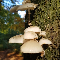 Oudemansiella mucida