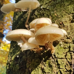 Oudemansiella mucida