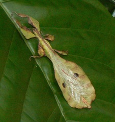 Phylliidae
