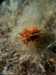 Anemonia sargassensis