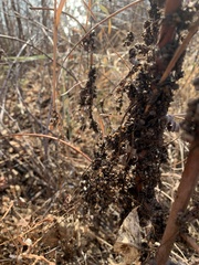 Cuscuta glomerata