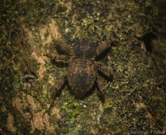 Methidrysis afflicta