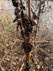 Cuscuta glomerata