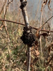 Cuscuta glomerata