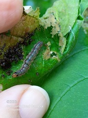 Rhectocraspeda periusalis