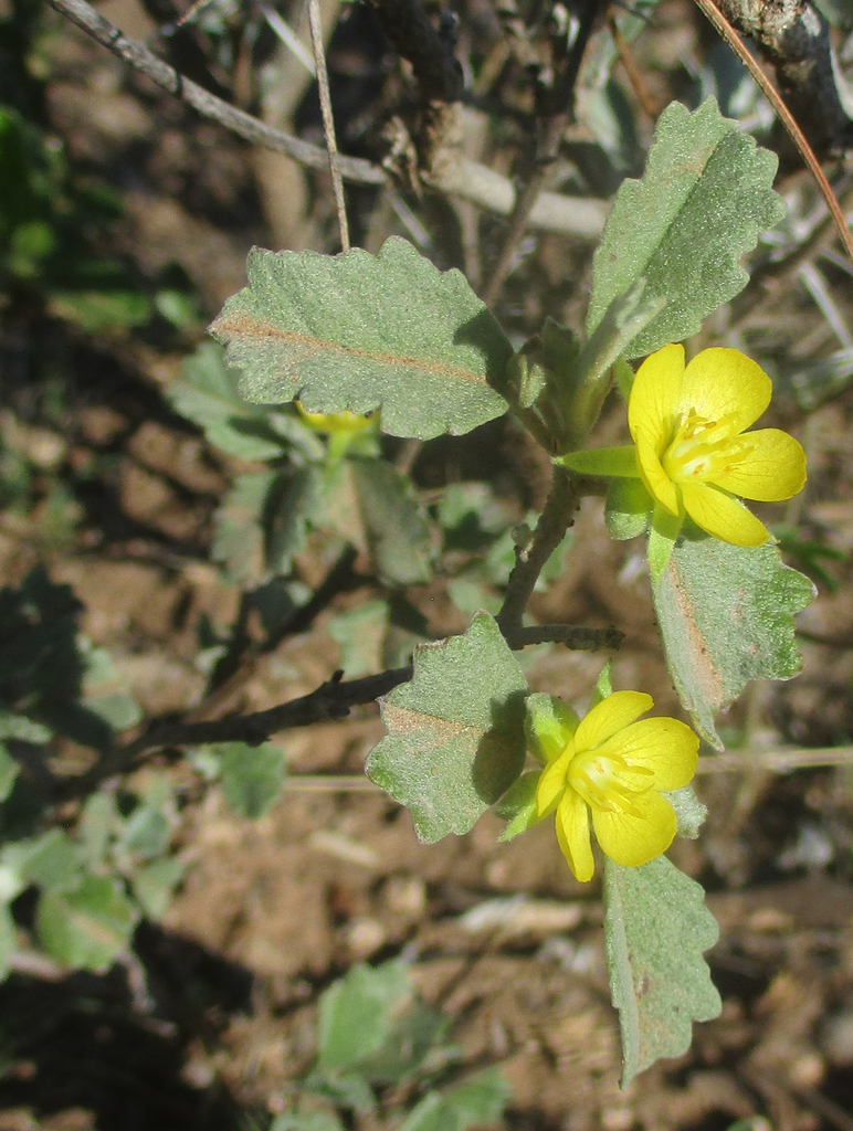 Melhania rehmannii