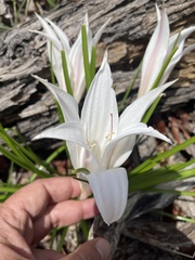 Crinum walteri