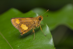 Oriens paragola