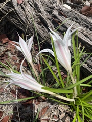 Crinum walteri