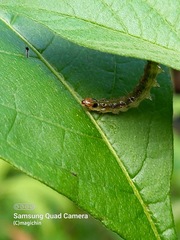 Rhectocraspeda periusalis