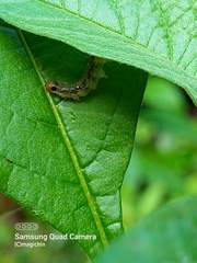 Rhectocraspeda periusalis