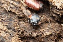 Coprimorphus scrutator