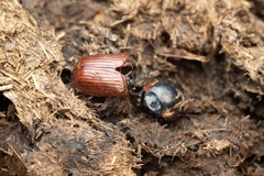 Coprimorphus scrutator