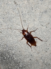 Periplaneta americana image