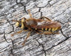 Laphria aurea