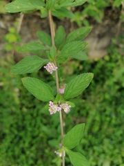 Salvia scutellarioides