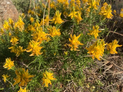 pincushion gorse