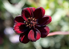 Cosmos atrosanguineus