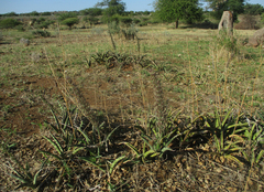 Sansevieria aethiopica