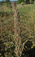 Sansevieria aethiopica