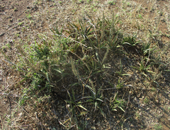 Sansevieria aethiopica