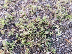 Corrigiola litoralis