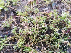 Corrigiola litoralis