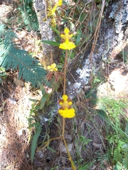 Oncidium reflexum