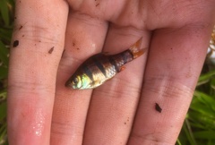 Desmopuntius hexazona