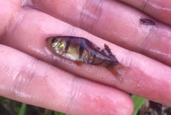 Desmopuntius hexazona