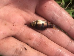 Desmopuntius hexazona