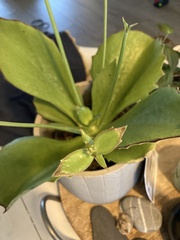 Kalanchoe synsepala