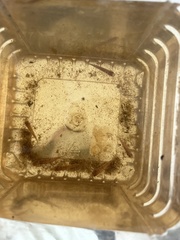 Desmopuntius hexazona