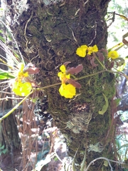 Oncidium reflexum