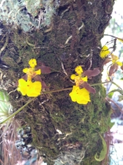 Oncidium reflexum
