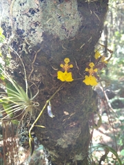 Oncidium reflexum