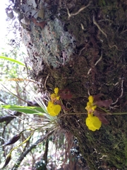 Oncidium reflexum