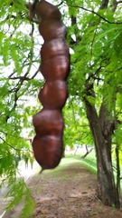 Anadenanthera colubrina