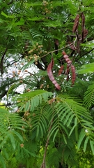 Anadenanthera colubrina