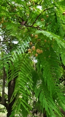 Anadenanthera colubrina