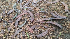 Anadenanthera colubrina